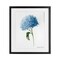 Stupell Industries Blue Hydrangea In Bloom Framed Print Under Glass, design by Danielle Murray